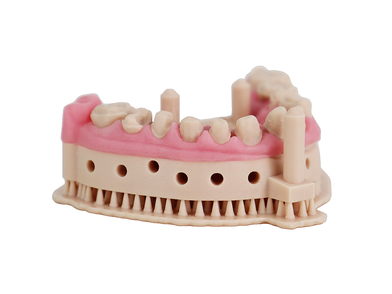 Mit dem rosafarbenen Gingiva Mask Harz gedrucktes Zahnfleisch 3D